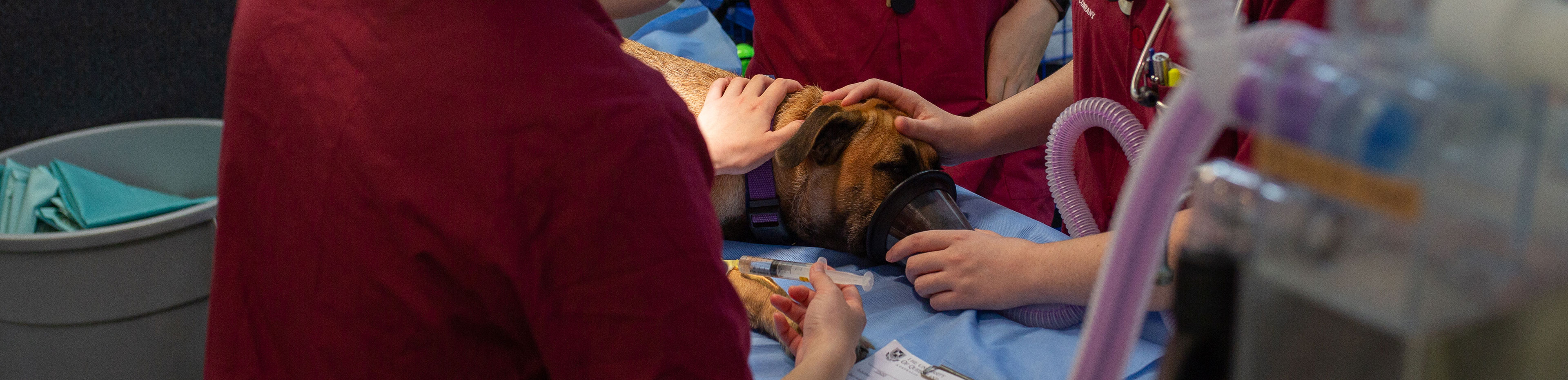 how to become a veterinary nurse rspca queensland